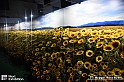 VBS_8128 - Van_Gogh_experience